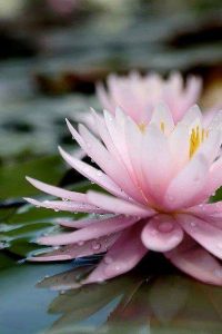 The mystic word MYO to denote the lotus flower which flowers and seeds at once p...