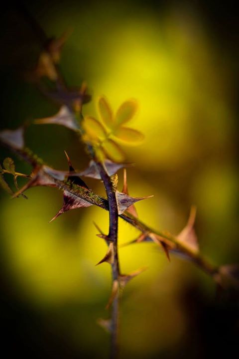 As if the flowers had 
Not made me tear enough,
The thistles;
To bleed the heart...