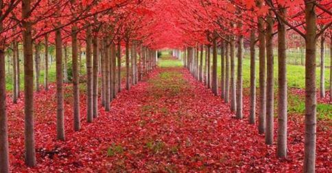 In your leadings  to joys....allow me to handpick your sorrows.