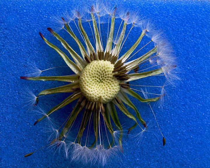 On iridiscent wings of love,
come the beckones of the light.
they flock to me fr...