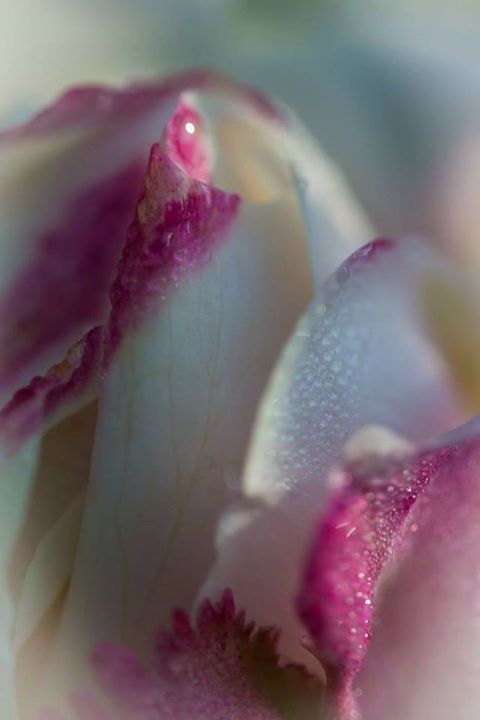 The unwhorling...
The sinister revelation
Of unacclaimed beauty....

Photo credi...