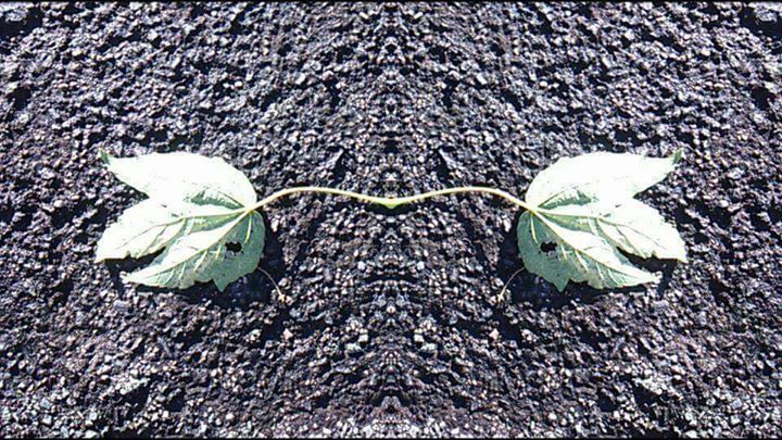 United at the source,The bifurcation from the whole..Conjoined in mirroringIt...