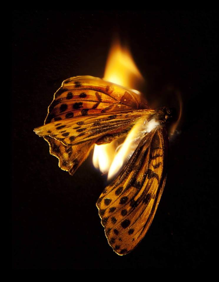 burning-butterfly.jpg
