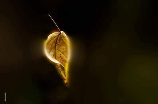 THE FALLING LEAF