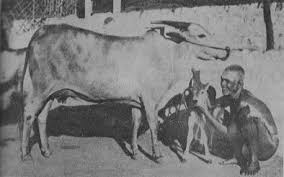 Cow Laxmi with Bhagavan
