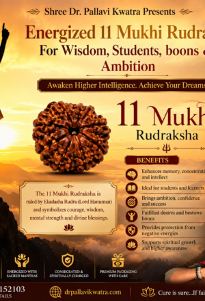 Energized 11 Mukhi For Wisdom, Students & Hanuman